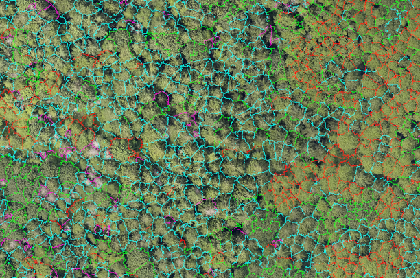 Segmented forest canopy with crown outlines coloured according to class