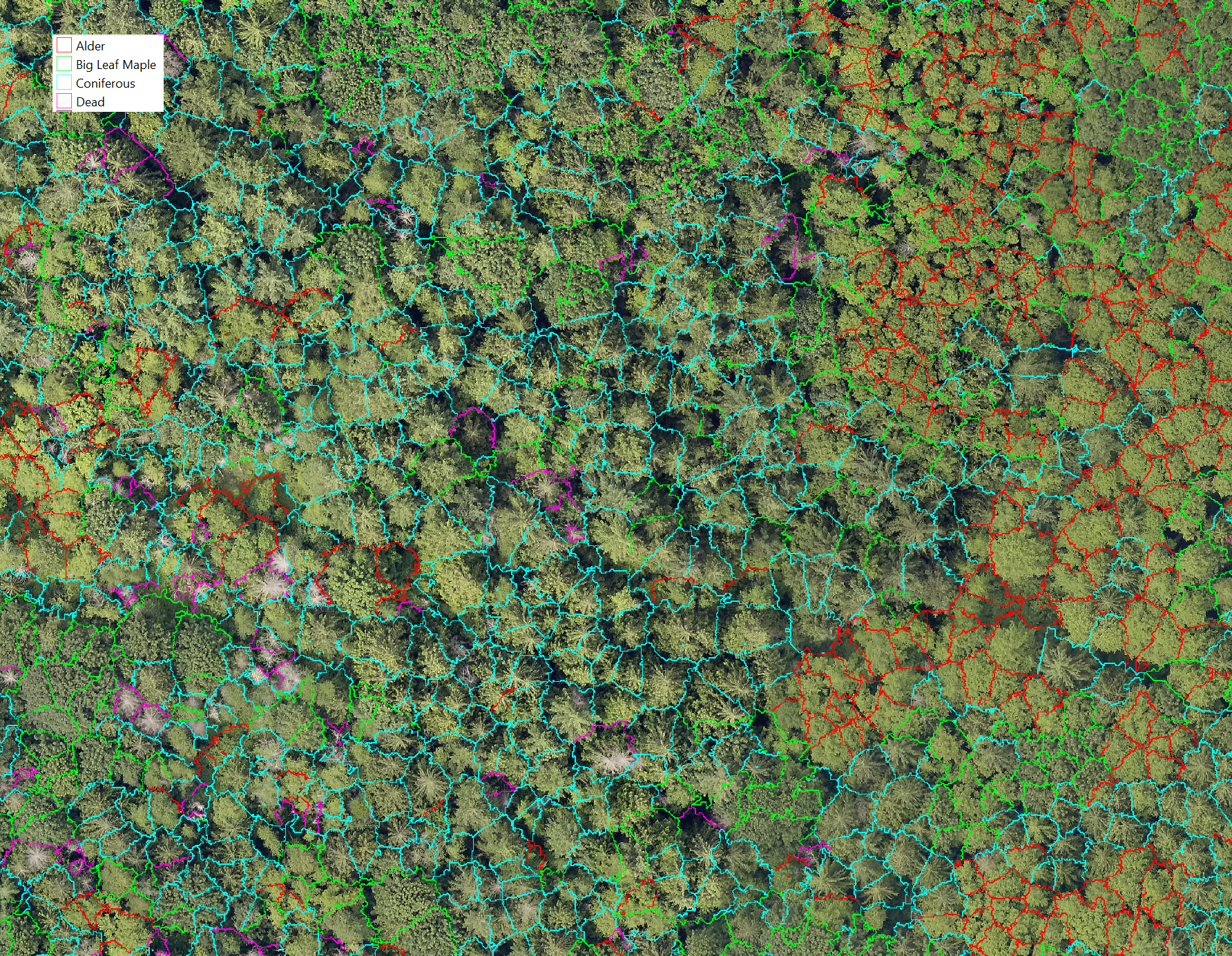 Segmented forest canopy with crown outlines coloured according to class
